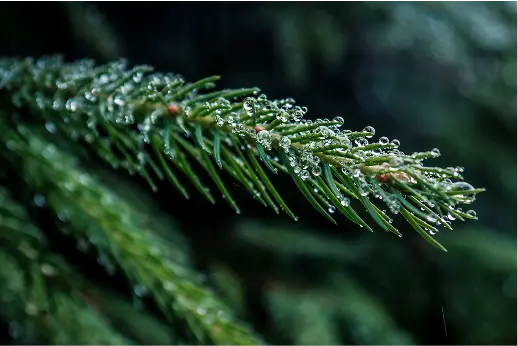 소나무 식수 이미지